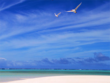 birds in the Aitutaki Lagoon