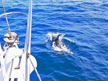 dolphins near Cabo San Lucas