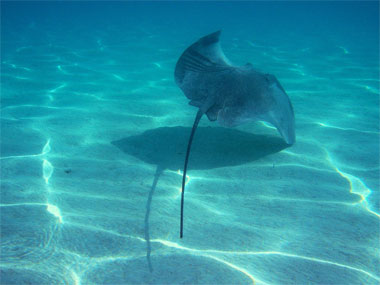 ray at Moorea