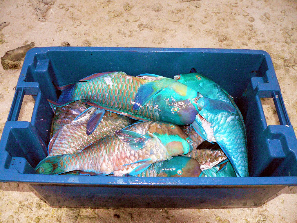 Ikan parrot menjadi satu-satunya barang ekspor Pulau Palmerston